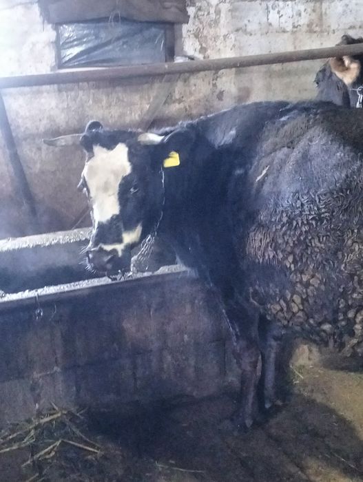 Сельхозживотное карова