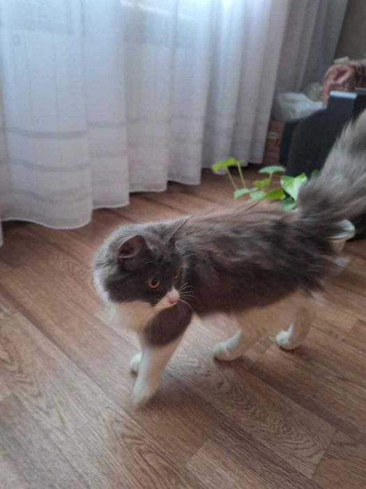 кошка в хорошие руки