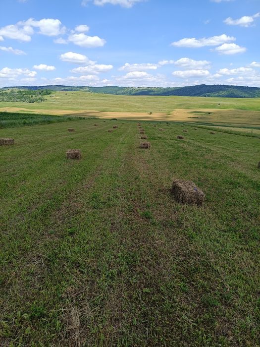 Baloți lucernă(dreptunghiular)