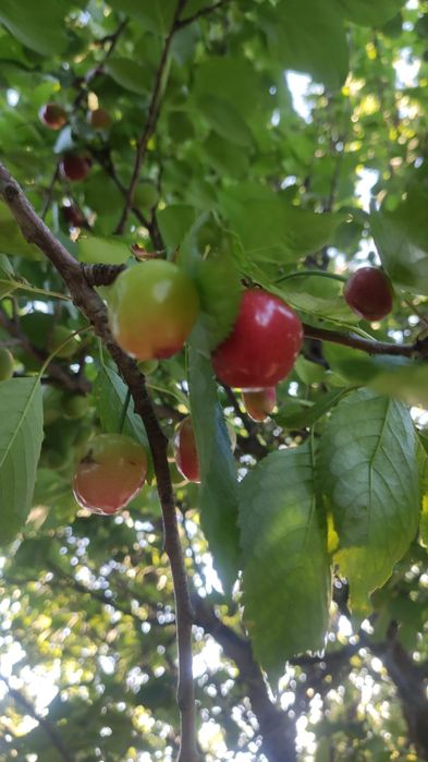 Саженцы атырау .