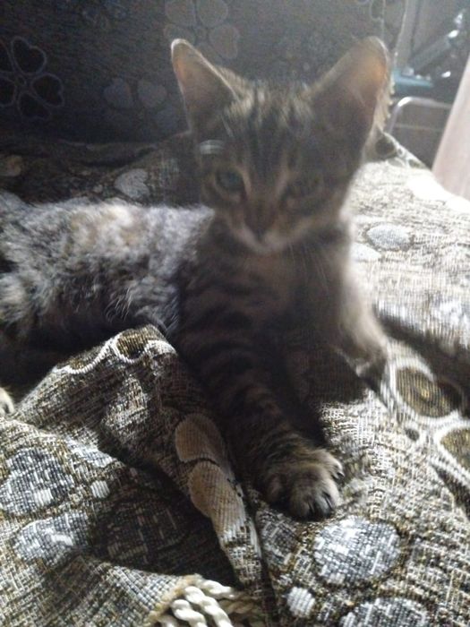 Кошечка ищет дом
