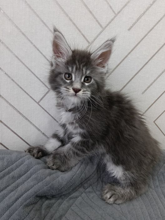 Продам котят Мейн куны