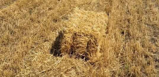 Vand baloti orzoaica presati bine.