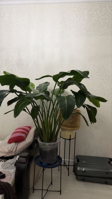 Стрелеция Николая