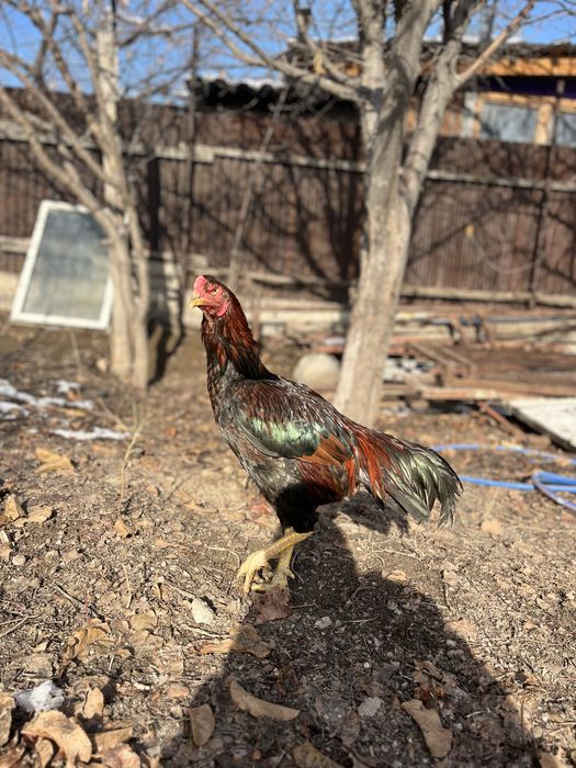 дакан сатлады 20000