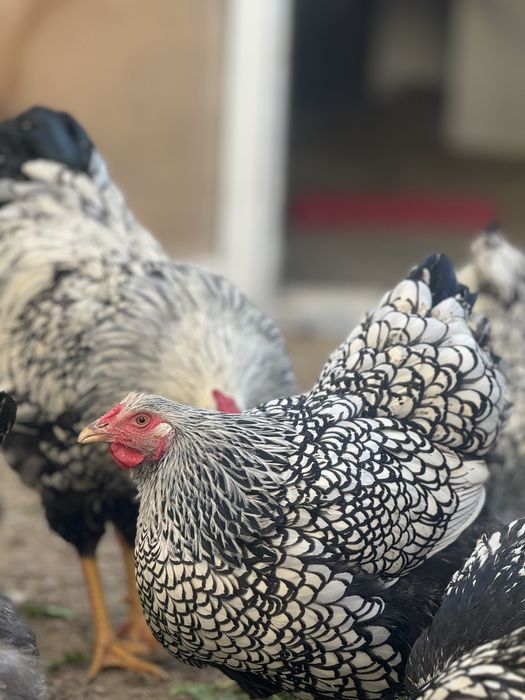 Виандот кораз мекен