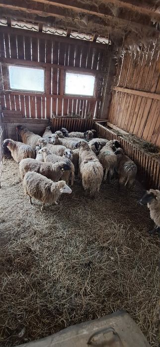 Oi țurcane și țigai