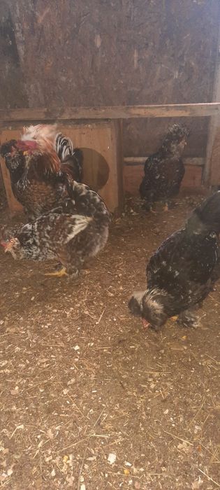 Disponibil oua incubat (strumski  taie mare)