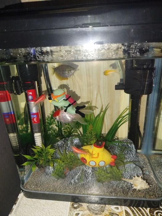 Akvarium sotiladi baliqlari bilan