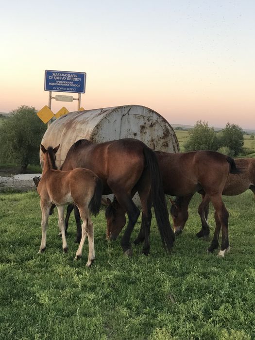 Продам кобылу жеребую