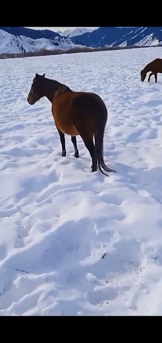 Жылкылар малданганга