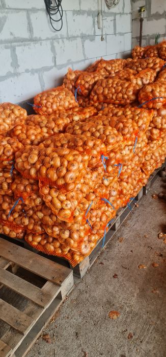 Vând  ceapă Stuttgart