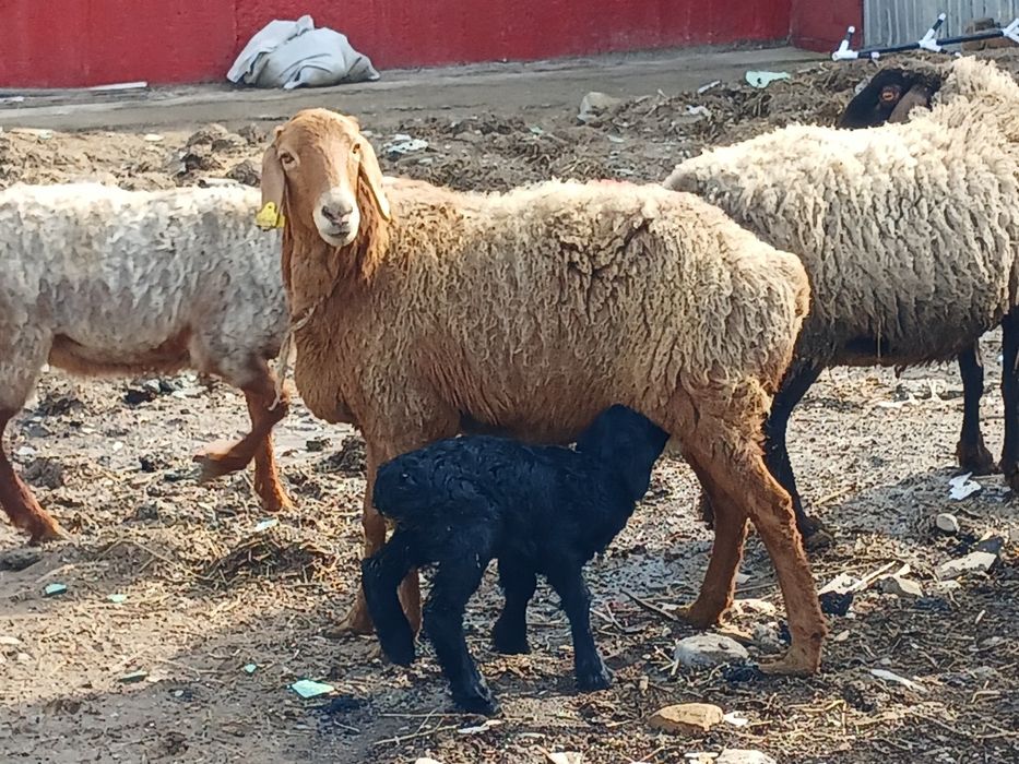 ҚозылыҚойларСатылады