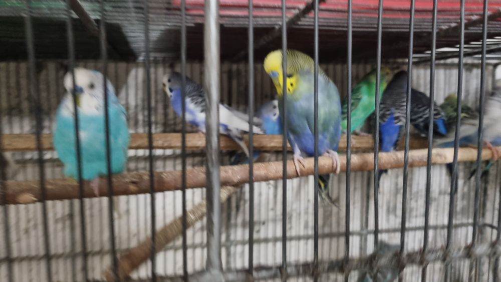 De vanzarei peruși,ninfe,agapornisi,