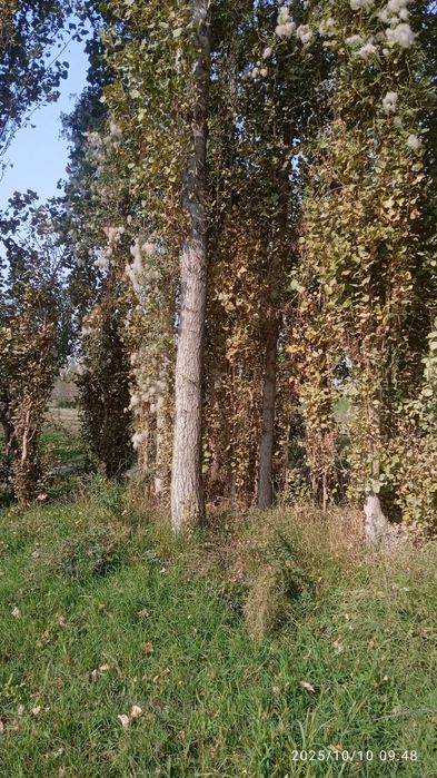 Мирза терак сотилади.