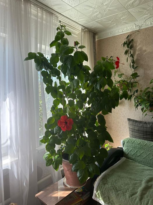 Продам цветок гибискус