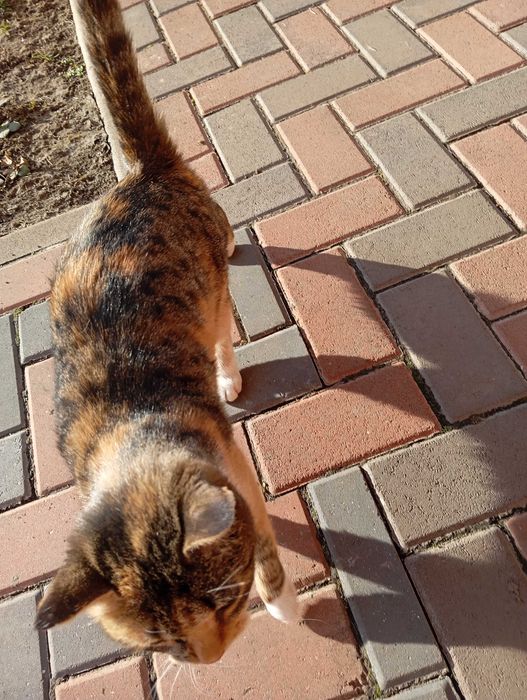 Donez pisică "Tigruta"