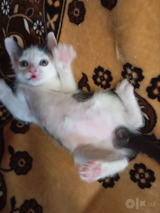 Котенок мальчик 1 месяц