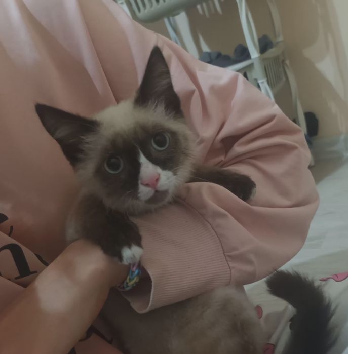 Сиямдық тегін мысық