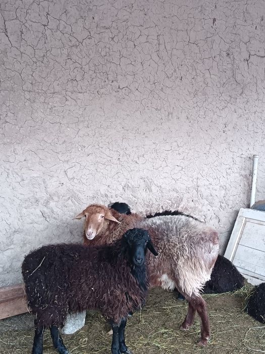 Қошқарлар сатылады