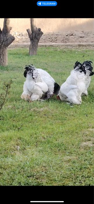 Brama xorozlar 3 dona, yirik, 6-7 oylik, sog‘lom