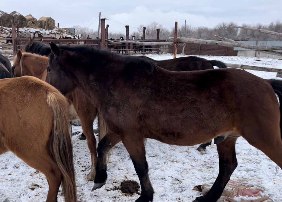 Тобылғы Айғыр Айгыр Конь Жеребец