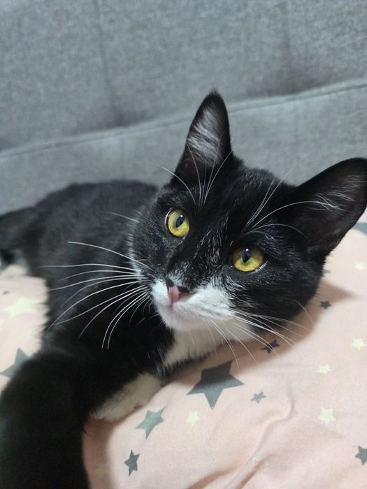 Кот, 8 месяцев, безвозмездно