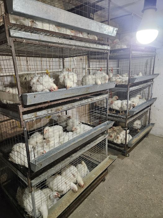 Бролер перепёлка