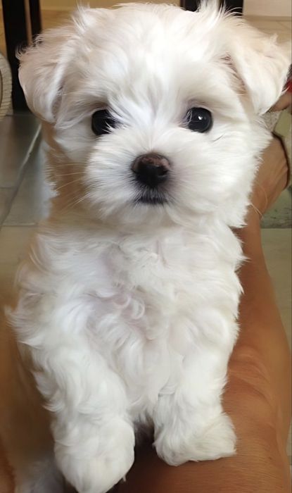Bichon maltez 700 lei