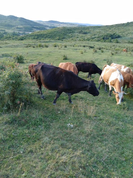 Vand juninci si vaci gestante