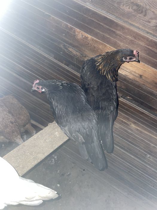 Феникс темный куры