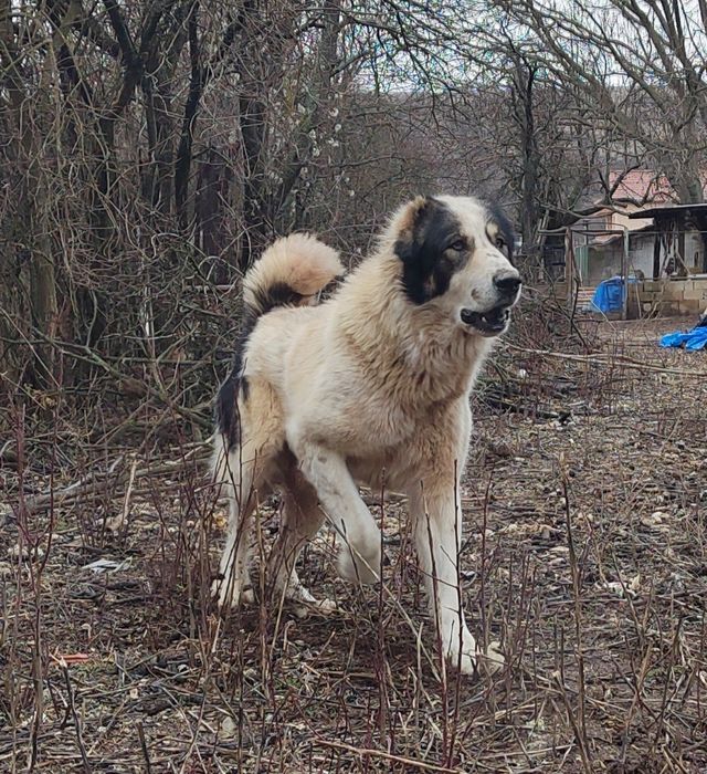 Сао, Алабай, Средноазиатска овчарка