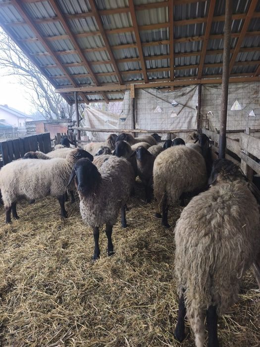 Vând berbeci berbecuți și oi carabase