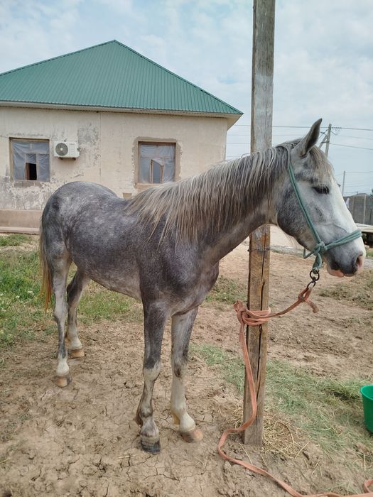 3жасар құнан сатылады Шымкент қаласы
