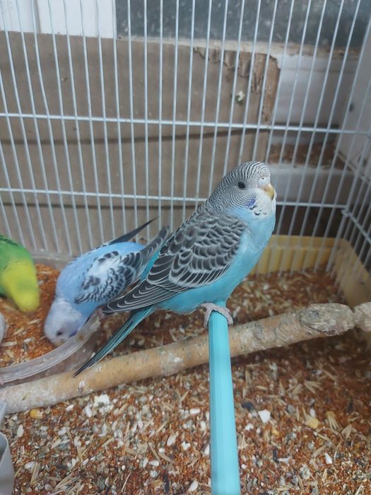 Продам молодых волнистых попугаев