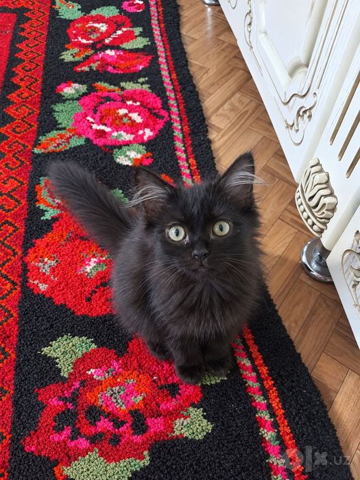 Мушукчалар кошачки