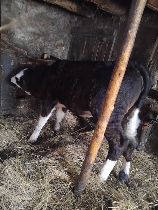 Schimbam domiciliu junincă vârsta 1 an și 6 luni și un tauras și o vitea ambii de 8 săptămâni.