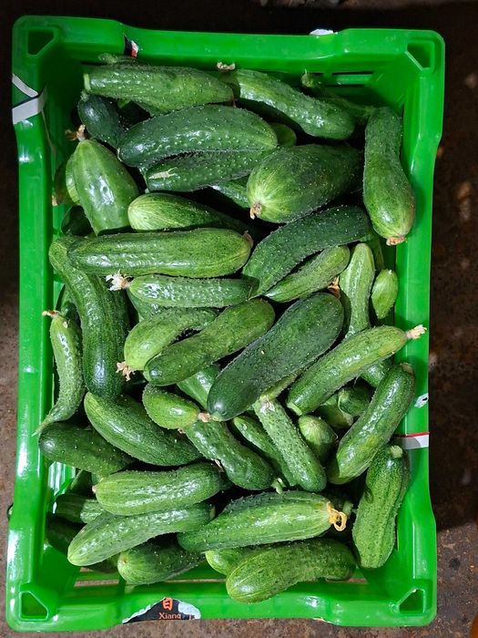Продам огурцы домашние