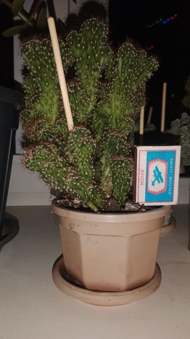 цереус перуанский