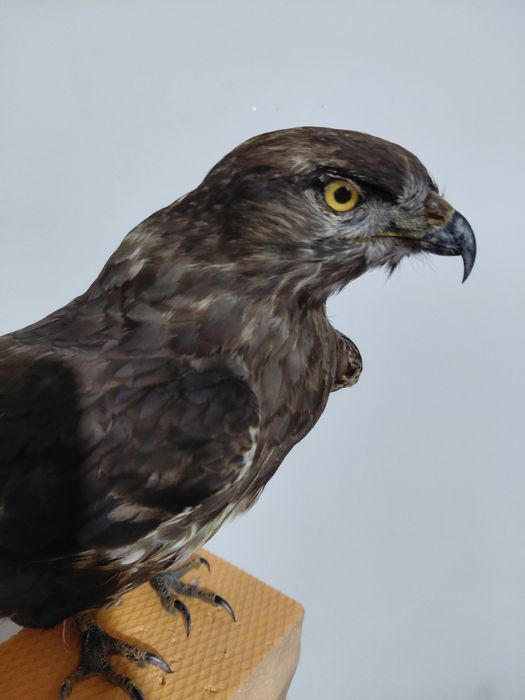 Uliu impaiat, taxidermie U2