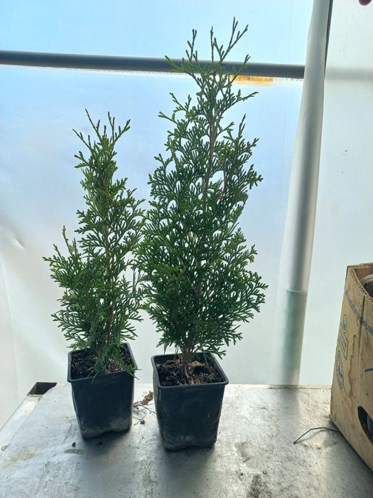 Разсад ТУЯ СМАРАГД и др. вечнозелени растения