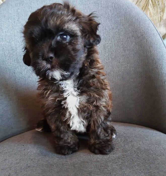 Shih poo/Mini poodle