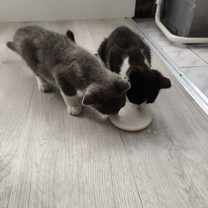Котята, мягкие облачка счастья