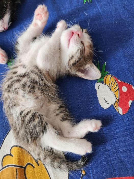 Отдам котят в ДОБРЫЕ руки