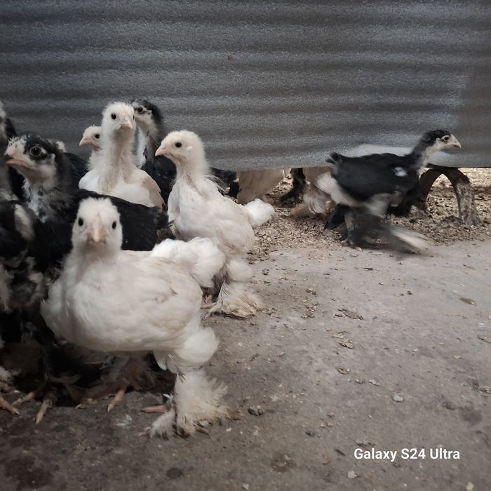 Брама жужалар 30