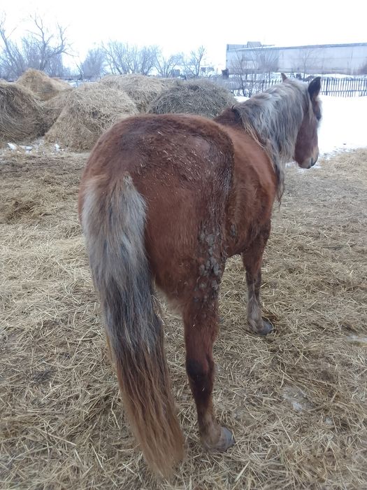 Продам кобылу. На откорме.