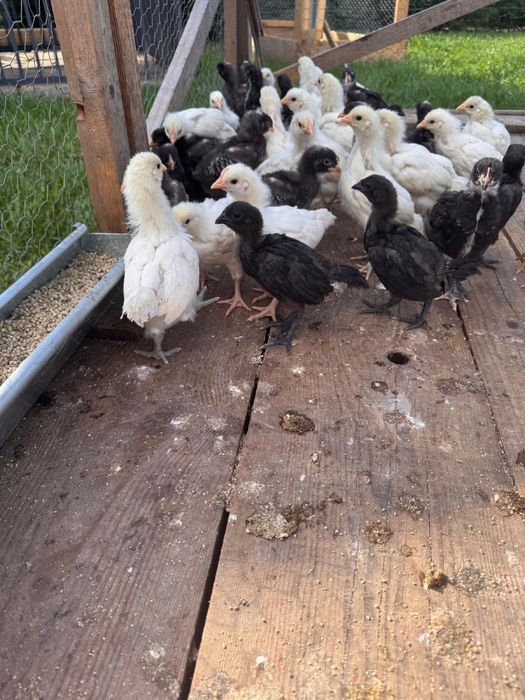 Vand pui Australorp Alb , Plymouth Rock Barat