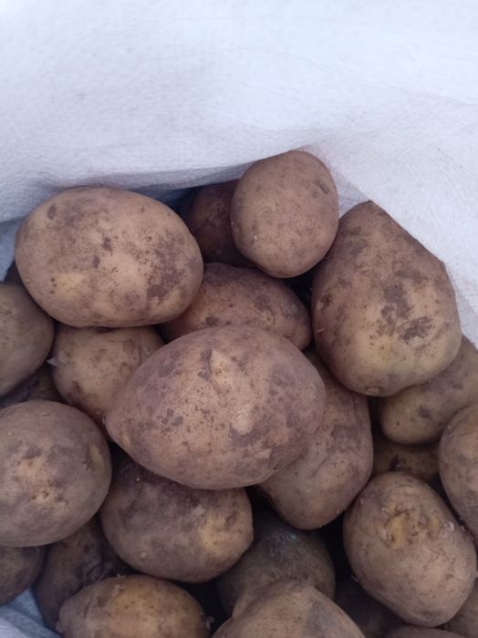 Продам  Картошка  Гала