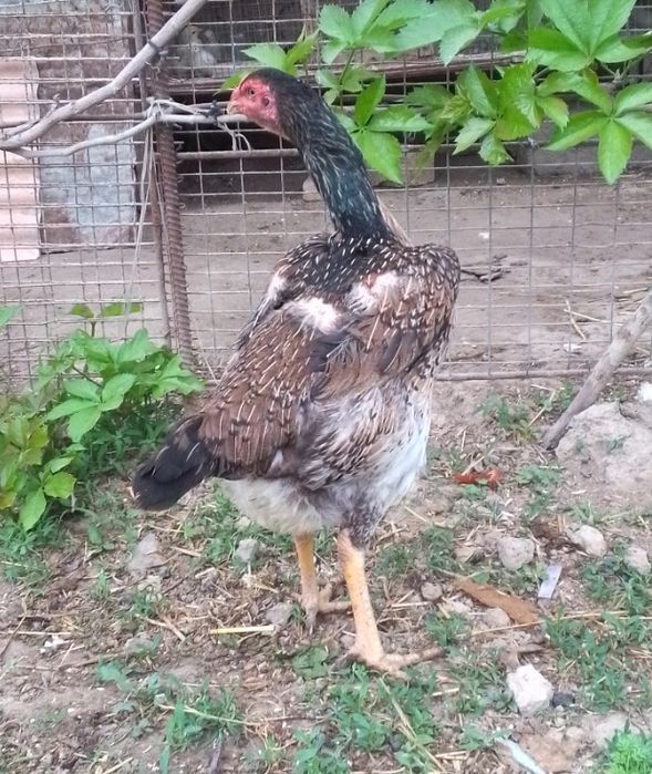 Xoroz va tovuq sotiladi.