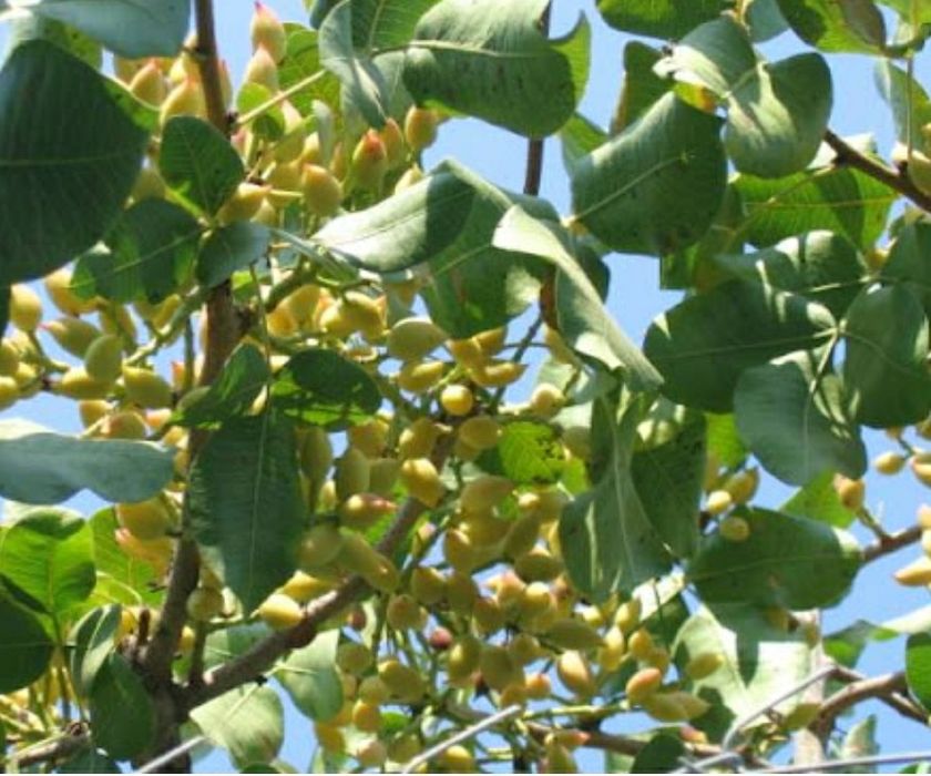 Pomi Fructiferi Exotici (Fistic Diferite Soiuri )